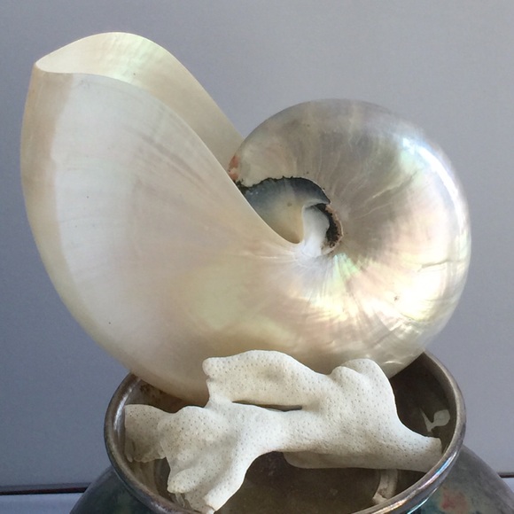 seashell Other - Pearl Nautilus Shell Seashell Beach Decor #9